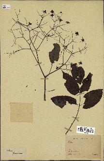 spécimen de Rubus sp.