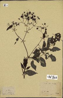 spécimen de Rubus sp.