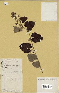 spécimen de Rubus sp.