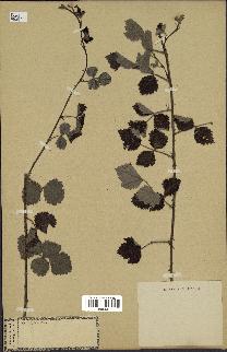 spécimen de Rubus sp.