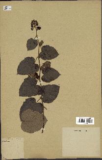 spécimen de Rubus sp.