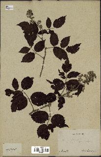 spécimen de Rubus sp.