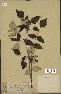 spécimen de Rubus sp.