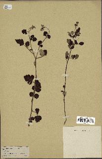 spécimen de Rubus sp.