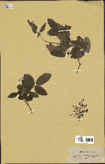spécimen de Rubus sp.