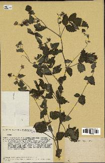 spécimen de Rubus sp.