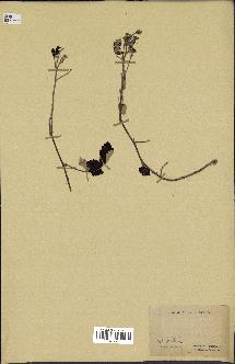 spécimen de Rubus sp.