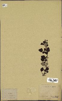 spécimen de Rubus sp.