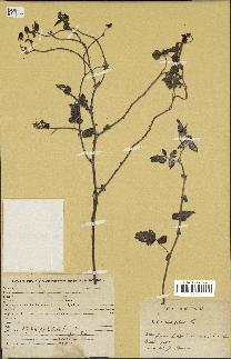 spécimen de Rubus rosifolius