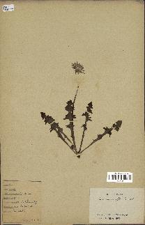 spécimen de Taraxacum officinale