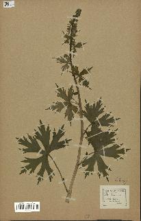 spécimen de Aconitum lycoctonum
