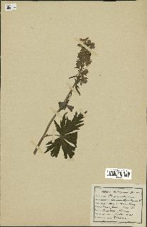 spécimen de Aconitum lycoctonum
