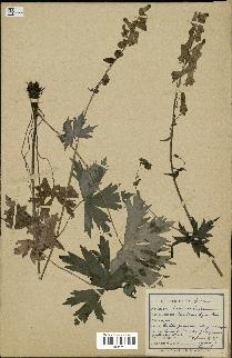 spécimen de Aconitum lycoctonum