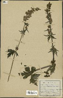 spécimen de Aconitum lycoctonum