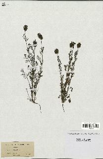 spécimen de Fumaria spicata