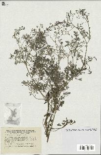spécimen de Fumaria densiflora