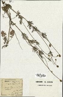 spécimen de Papaver hispidum