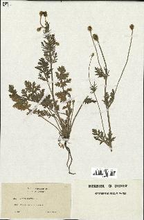 spécimen de Papaver hispidum