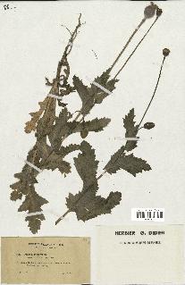 spécimen de Papaver somniferum