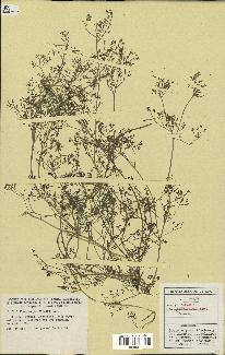 spécimen de Fumaria parviflora