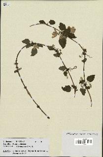 spécimen de Clematis cirrhosa