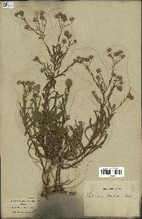 spécimen de Pulicaria arabica