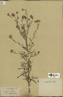 spécimen de Pulicaria arabica