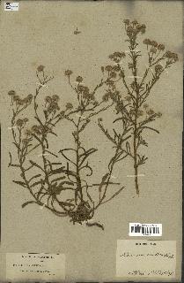 spécimen de Pulicaria arabica