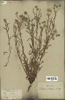 spécimen de Pulicaria arabica