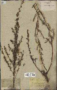 spécimen de Artemisia campestris