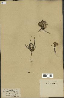 spécimen de Gymnarrhena micrantha
