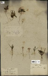spécimen de Gymnarrhena micrantha