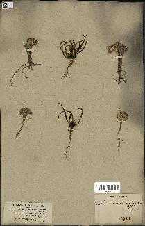 spécimen de Gymnarrhena micrantha