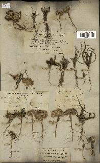 spécimen de Gymnarrhena micrantha