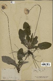 spécimen de Chaptalia nutans