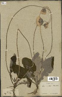 spécimen de Chaptalia nutans