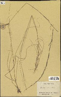 spécimen de Sporobolus indicus