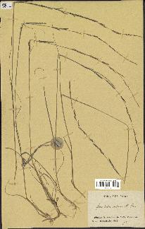 spécimen de Sporobolus indicus