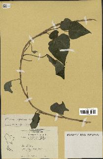 spécimen de Hedera nepalensis