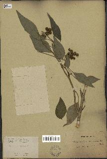 spécimen de Hedera nepalensis