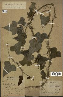 spécimen de Hedera nepalensis
