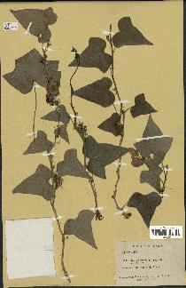 spécimen de Hedera nepalensis