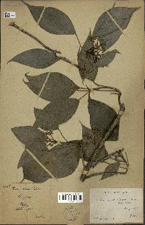 spécimen de Hedera nepalensis