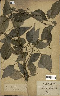 spécimen de Hedera nepalensis