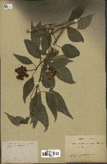 spécimen de Hedera nepalensis