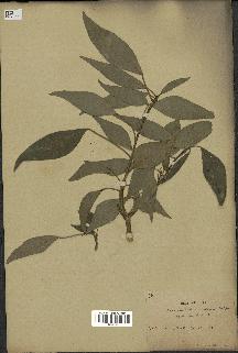 spécimen de Hedera nepalensis