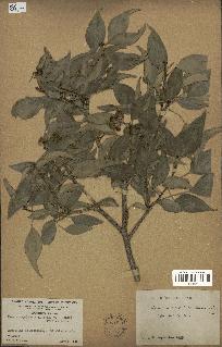 spécimen de Hedera nepalensis