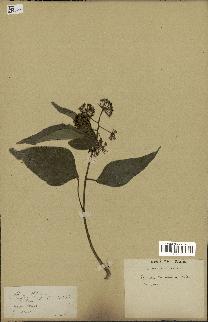 spécimen de Hedera nepalensis