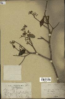 spécimen de Hedera nepalensis