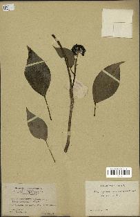 spécimen de Hedera nepalensis